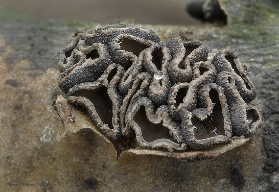 dutinovka lužná Sclerencoelia fascicularis (Alb. & Schwein.) P. Karst.