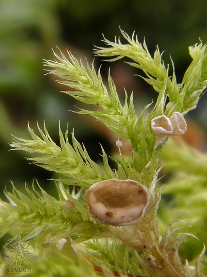 rebrovička Arrhenia sp.