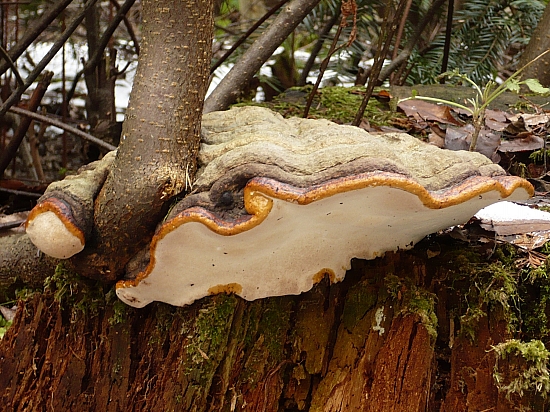 práchnovček pásikavý Fomitopsis pinicola (Sw.) P. Karst.