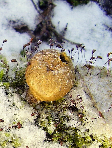 prášnica hruškovitá Lycoperdon pyriforme Schaeff.