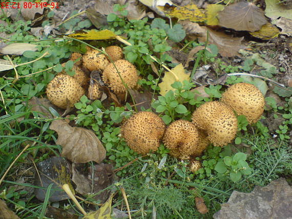 šupinovka šupinatá  Pholiota squarrosa (Vahl) P. Kumm.