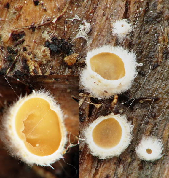 škľabka plstnatá Schizophyllum amplum (Lév.) Nakasone