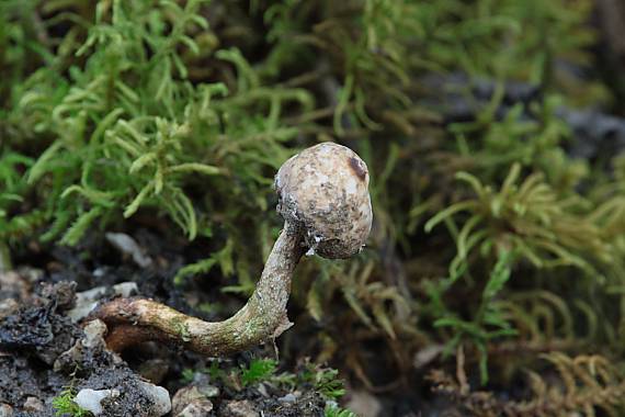 stopkovec zimný Tulostoma brumale Pers.