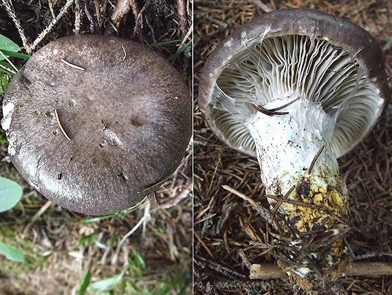 sliziak mazľavý Gomphidius glutinosus (Schaeff.) Fr.