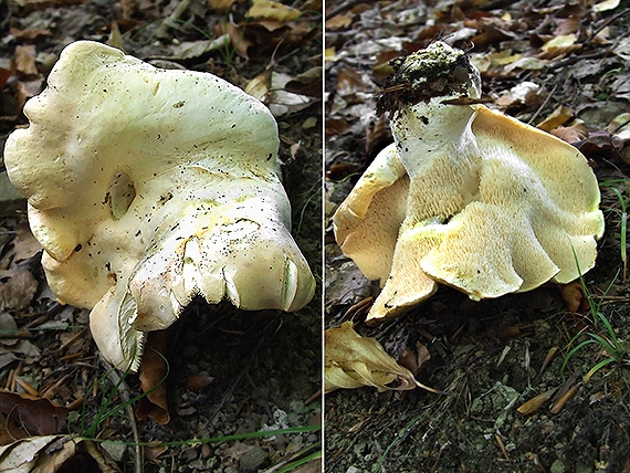 jelenka poprehýbaná Hydnum repandum L.