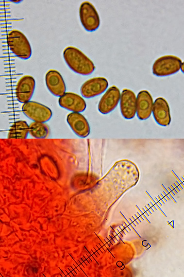 drobuľka vláknitošupinkatá Psathyrella cotonea (Quél.) Konrad & Maubl.