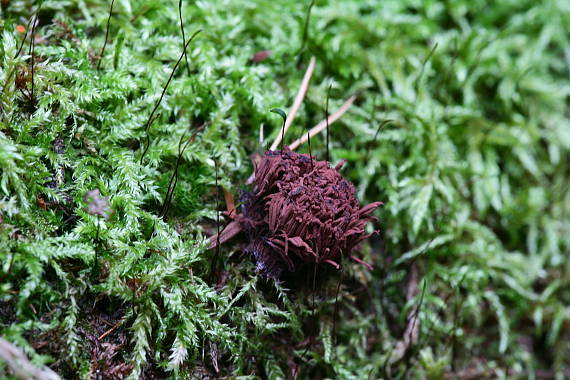 pazderka Stemonitis sp.