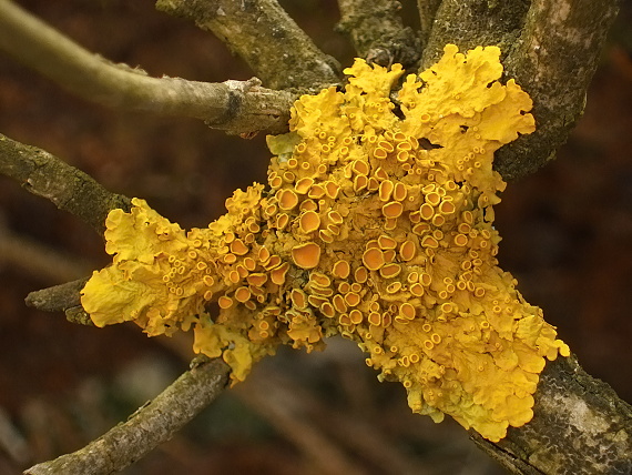 diskovník múrový Xanthoria parietina var. parietina