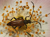 brachyleptura (Corymbia) maculicornis, samec