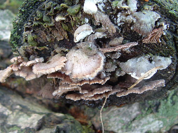 klanolupeňovka obyčajná Schizophyllum commune Fr.