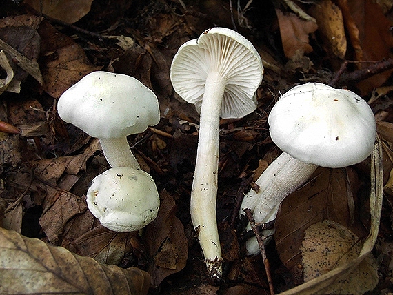 šťavnačka mydlová Hygrophorus cossus (Sowerby) Fr.