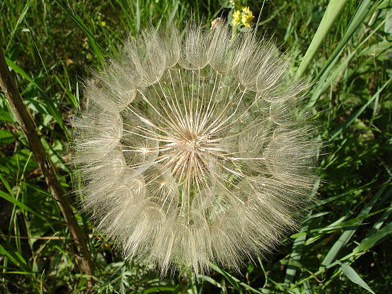 odkvetlý květ Tragopogon sp.