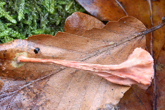 agonomycetes Anthina flammea Fr.