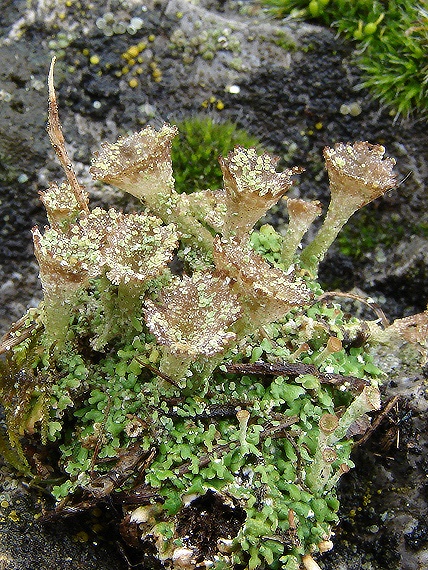 dutohlávka pohárikovitá Cladonia pyxidata