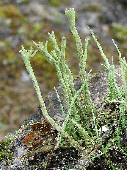 dutohlávka parohovitá  Cladonia subulata