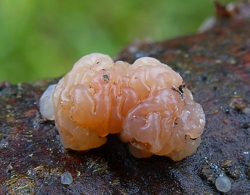 tmavorôsolovec brezový Exidia cartilaginea S. Lundell & Neuhoff