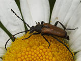 brachyleptura (Corymbia) maculicornis