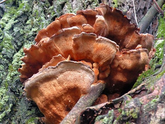 sírovec obyčajný Laetiporus sulphureus (Bull.) Murrill