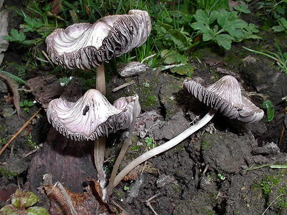 prilbička Mycena sp.