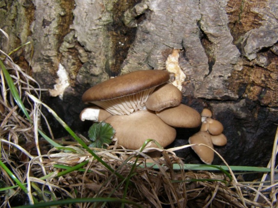 hlíva ustřičná Pleurotus ostreatus  (Jacq.) P. Kumm.