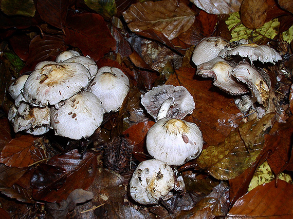 drobuľka vláknitošupinkatá Psathyrella cotonea (Quél.) Konrad & Maubl.