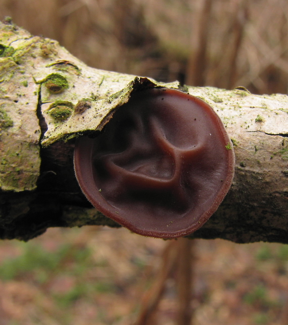 uchovec bazový Auricularia auricula-judae (Bull.) Quél.