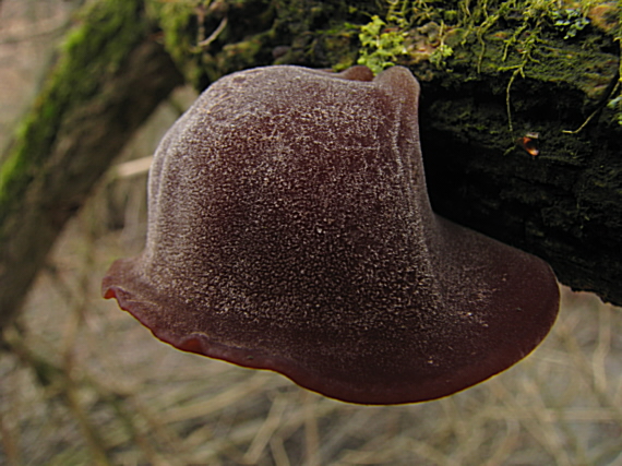 uchovec bazový Auricularia auricula-judae (Bull.) Quél.