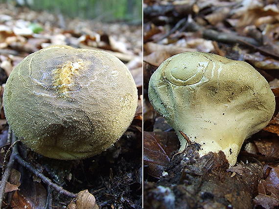 prášnica hnednúca Lycoperdon molle Pers.