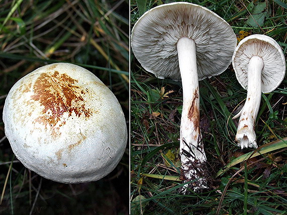 tmavuľka bledá Melanoleuca strictipes (P. Karst.) Jul. Schäff.