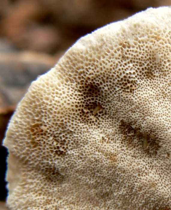 trúdnikovec pestrý Trametes versicolor (L.) Lloyd