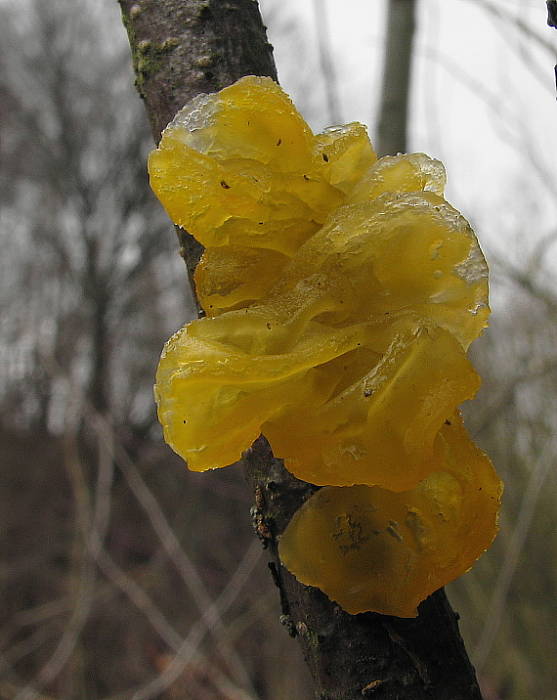 rôsolovka zlatožltá Tremella mesenterica Retz.