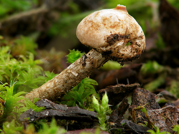 stopkovec zimný Tulostoma brumale Pers.