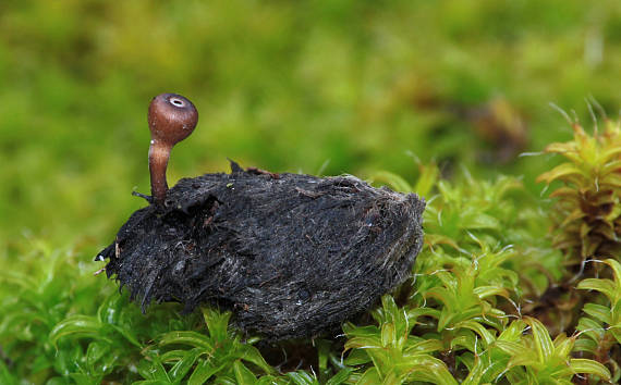 jahňadka Ciboria sp.