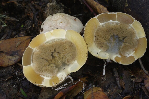 mrežovka červená Clathrus ruber P. Micheli ex Pers.