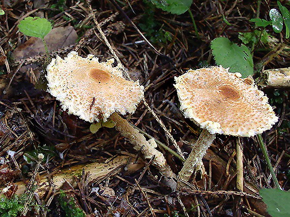 bedlička vretenovitovýtrusná Lepiota magnispora Murrill