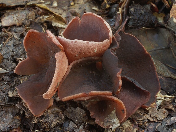 čiaška Peziza sp.