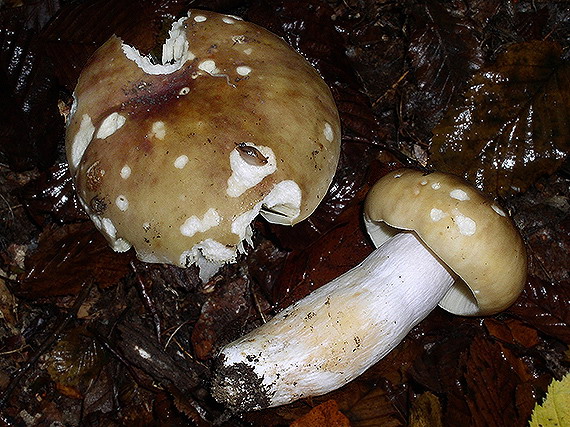 plávka Russula sp.