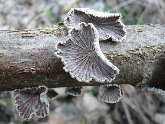 klanolupeňovka obyčajná Schizophyllum commune Fr.