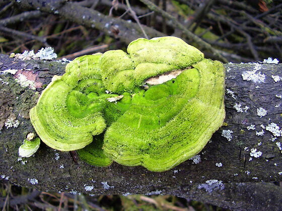 trúdnikovec pestrý Trametes versicolor (L.) Lloyd