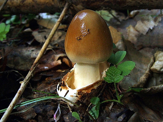 muchotrávka plavohnedá Amanita fulva Fr.