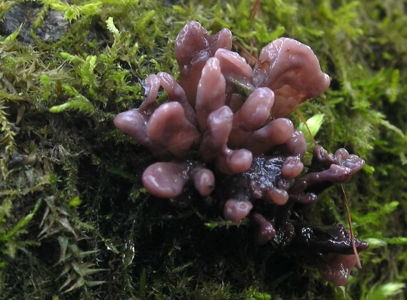 vrtidlovka mäsitá Ascocoryne sarcoides (Jacq.) J.W. Groves & D.E. Wilson