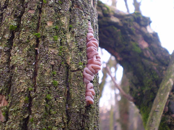 uchovec bazový Auricularia auricula-judae (Bull.) Quél.