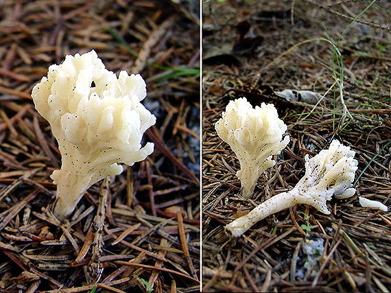 konárovka vráskavá Clavulina rugosa (Bull.) J. Schröt.