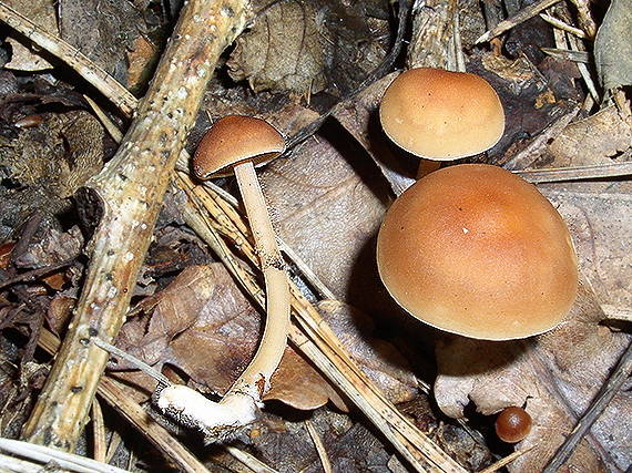 peniazovka Collybia sp.