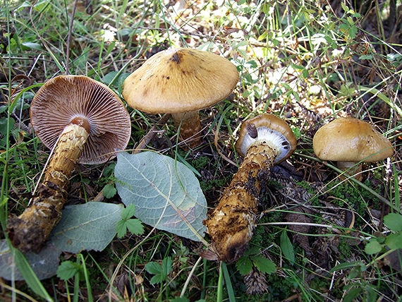 pavučinovec olivovozelenkavý Cortinarius subolivaceus Bidaud, Moënne-Locc. & Reumaux