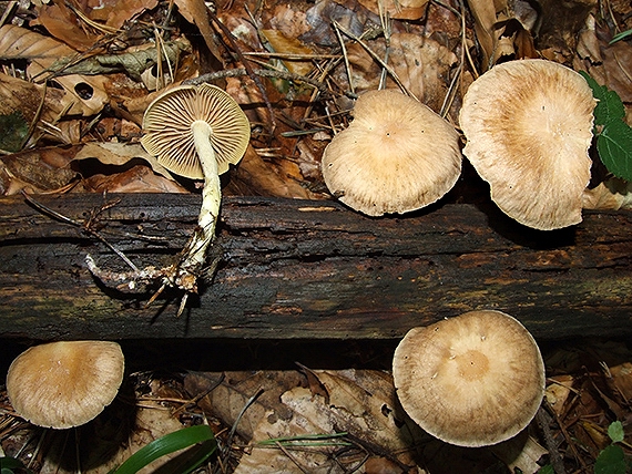 peniazovka štipľavá Gymnopus peronatus (Bolton) Antonín, Halling & Noordel.