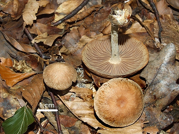 peniazovka štipľavá Gymnopus peronatus (Bolton) Antonín, Halling & Noordel.