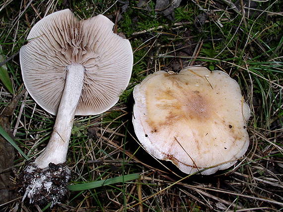 slzivka Hebeloma sp.