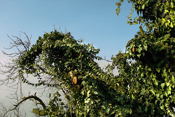 brečtan popínavý Hedera helix L.