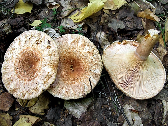 rýdzik kravský Lactarius torminosus (Schaeff.) Gray